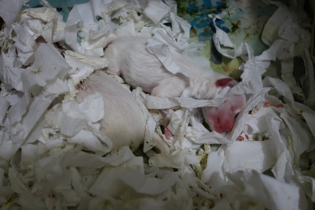 今年2月通過的新版動保法規定,飼養特定寵物的飼主應為寵物絕育。 台灣動物新聞網資料照片