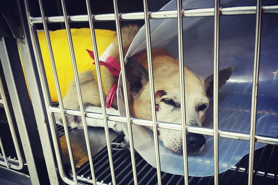 小黃胸腔傷處情況好轉，但仍須觀察幾天。    小黃與小花/提供