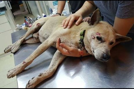 由樹林火車站附近居民共同照顧的小黃，4月29日晚上出車禍，送往台大愛欣動物醫院治療。  小黃與小花/提供