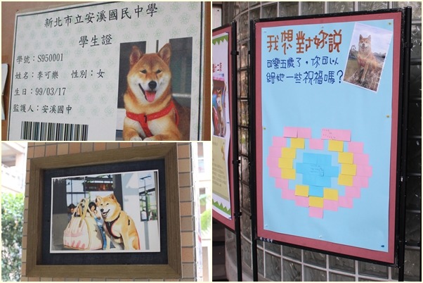 可樂有自己的學生證。 台灣動物新聞網資料照(江幸芸/攝)