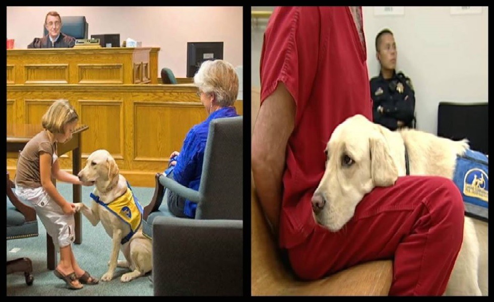 上圖中的黃金獵犬名叫吉特(Jeeter),牠不只舒緩孩童在法庭上的不安和緊張,同時也會陪伴被告度過難受的審理過程。 取自Indigo 919 Bangalore