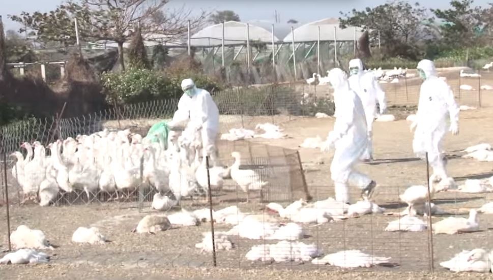 目前鵝隻的撲殺、死亡量達到136萬隻,近在養量的8成。 影片截圖