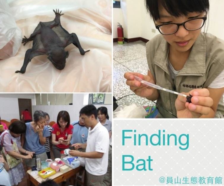 照顧蝙蝠寶寶不容易，培訓課程會讓學員親自練習餵養蝙蝠寶寶。　取自「貝特去哪兒-蝙蝠保母志工培訓」報名簡章