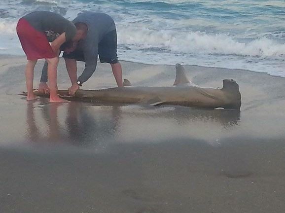 這隻雙髻鯊測量完成後不久就在海中死亡，讓比賽更具爭議性。　Twitter_WhySharksMatter