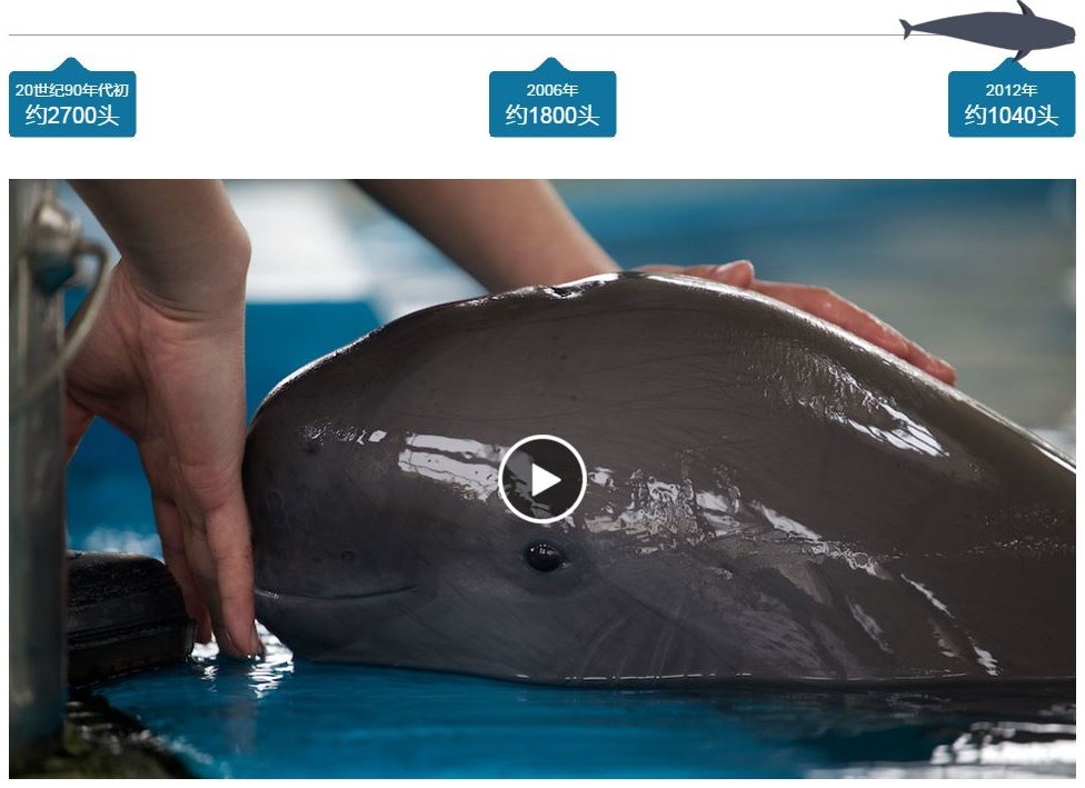 儘管中國政府在長江江豚的保育上投入了大量心力，江豚的數量仍持續下降。 　「長江江豚保種計劃全紀錄」網頁截圖