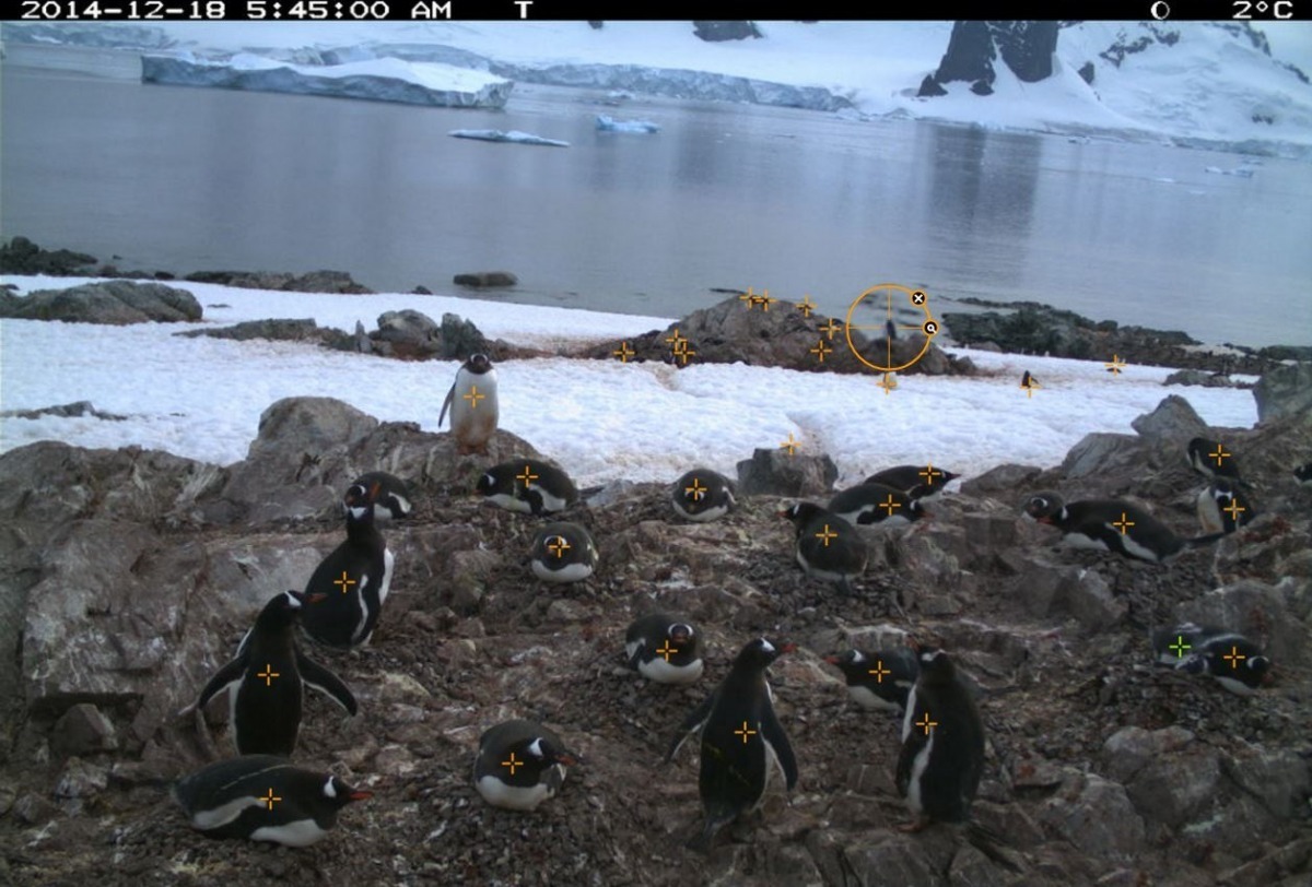 成年企鵝、幼年企鵝、企鵝蛋、其他動物都有各自的標記顏色，當企鵝在遠方的岩石上活動時，就相當考驗民眾的眼力。　Penguin Watch網站截圖