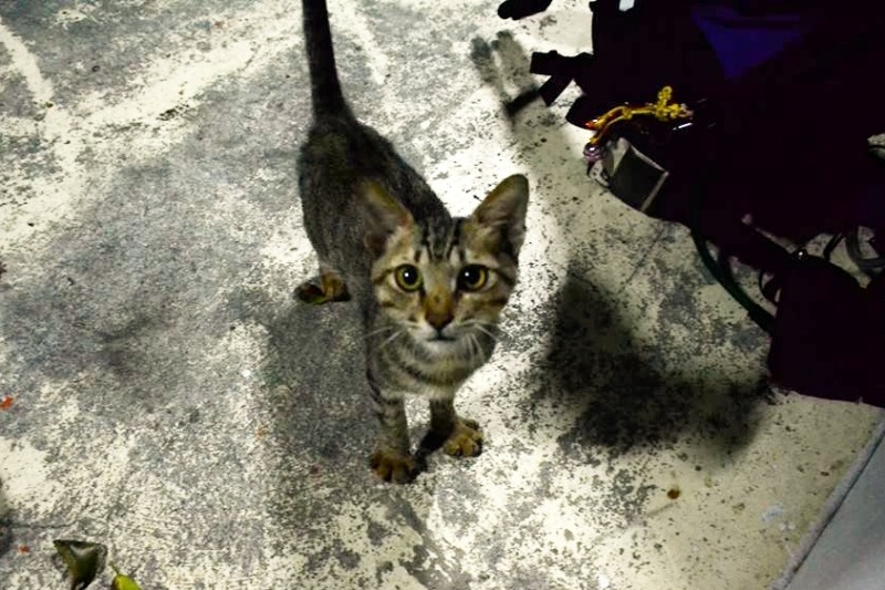 兩人與貓咪「港仔」過了一夜,準備啟程時被港仔的萌樣融化了。 毛頭/提供