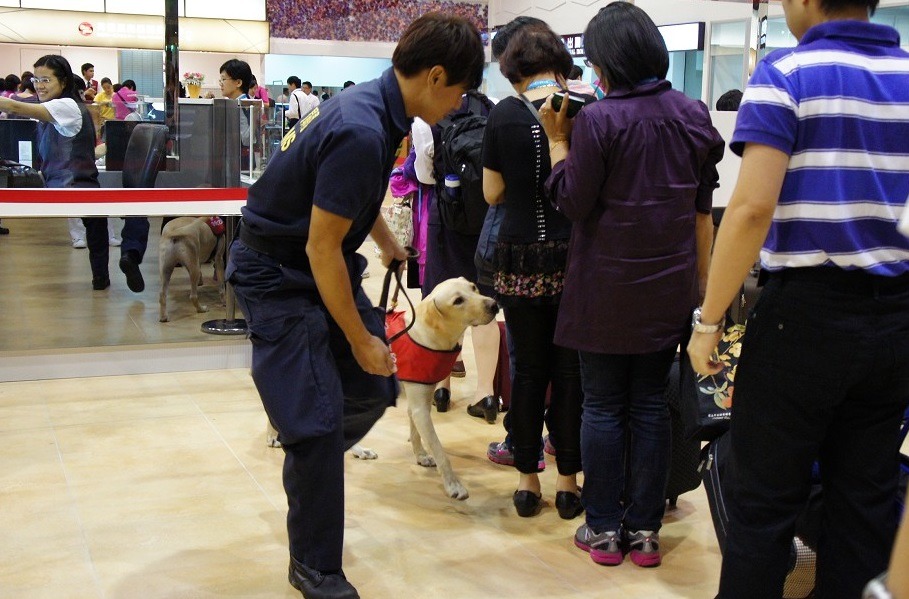 緝毒犬執行郵輪入境搜尋，民眾對溫和可愛的拉不拉多接受度高。　取自財政部關務署海關緝毒犬專區