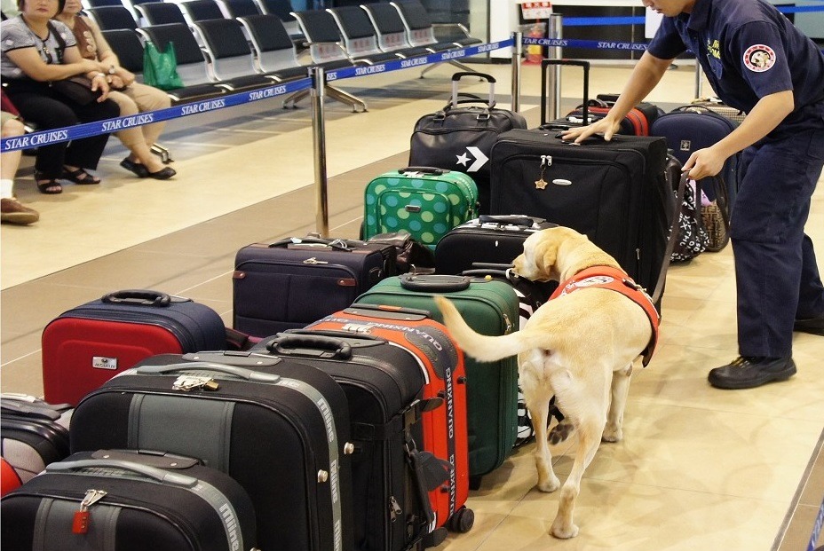 郵輪入境搜尋,緝毒犬嗅聞行李中是否有違禁品。 取自海關緝毒犬專區