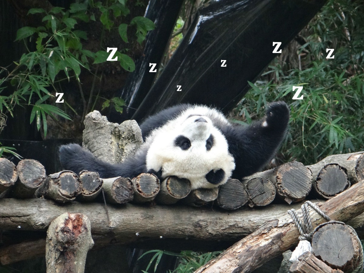 寒流來襲，圓仔睡得更舒服。　台北市立動物園/提供