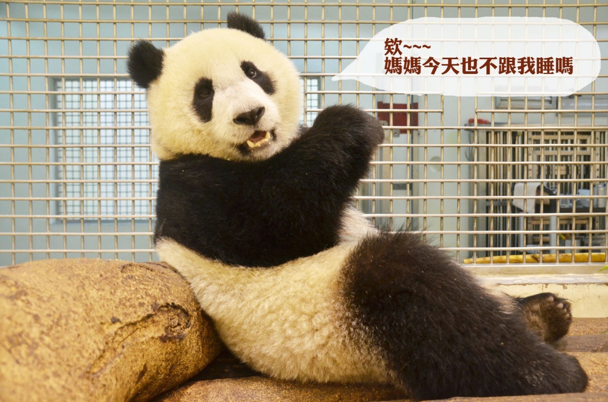 圓仔展開獨立運動，從下午到隔天早晨都要跟媽媽圓圓分開。 台北市立動物園/提供