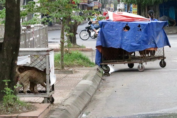 在台灣，路邊看到有狗兒關在籠中，只會想到看門狗、寵物狗；但在吃狗肉人口佔80%的越南，牠們多是肉狗。　台灣動物新聞網資料照（蕭士塔/攝）