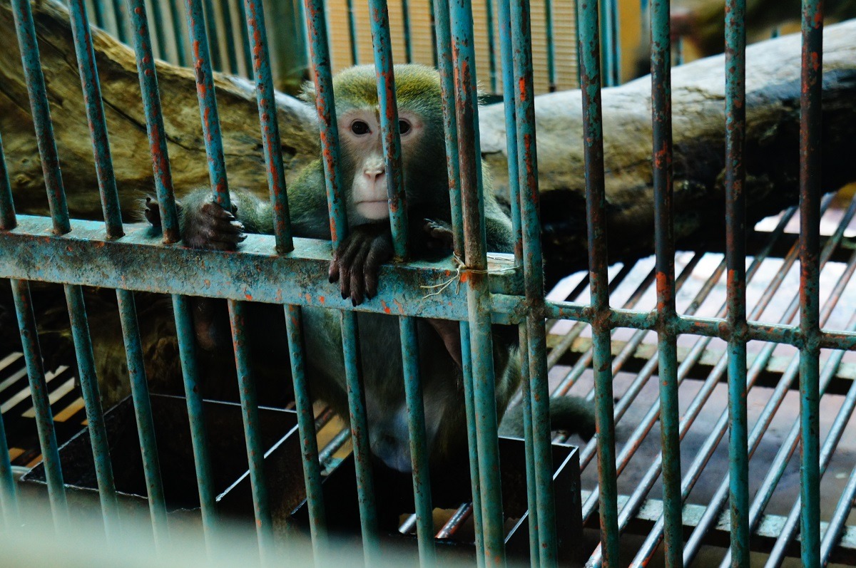 過去展演動物場所無規範，許多業者的飼養方式罔顧動物福利。　台灣動物新聞網資料照