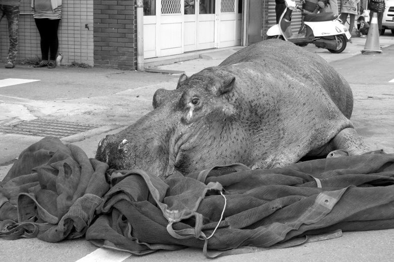 天馬牧場因不當運輸造成河馬「阿河」死亡，但最後連行政罰都被撤銷。　台灣動物新聞網資料照(取自阿河別哭專頁)