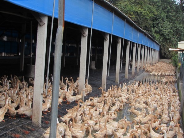 台灣土地面積小，為了供應龐大的肉食需求，養禽業者多密集飼養。　彰化縣動物防疫所/提供