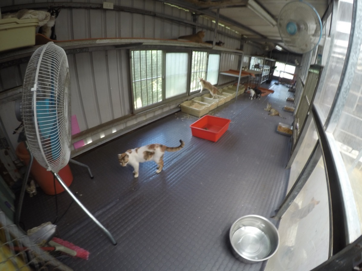 貓舍有許多窗戶，還有多台電風扇幫助散熱。　展璽國際節能有限公司/提供