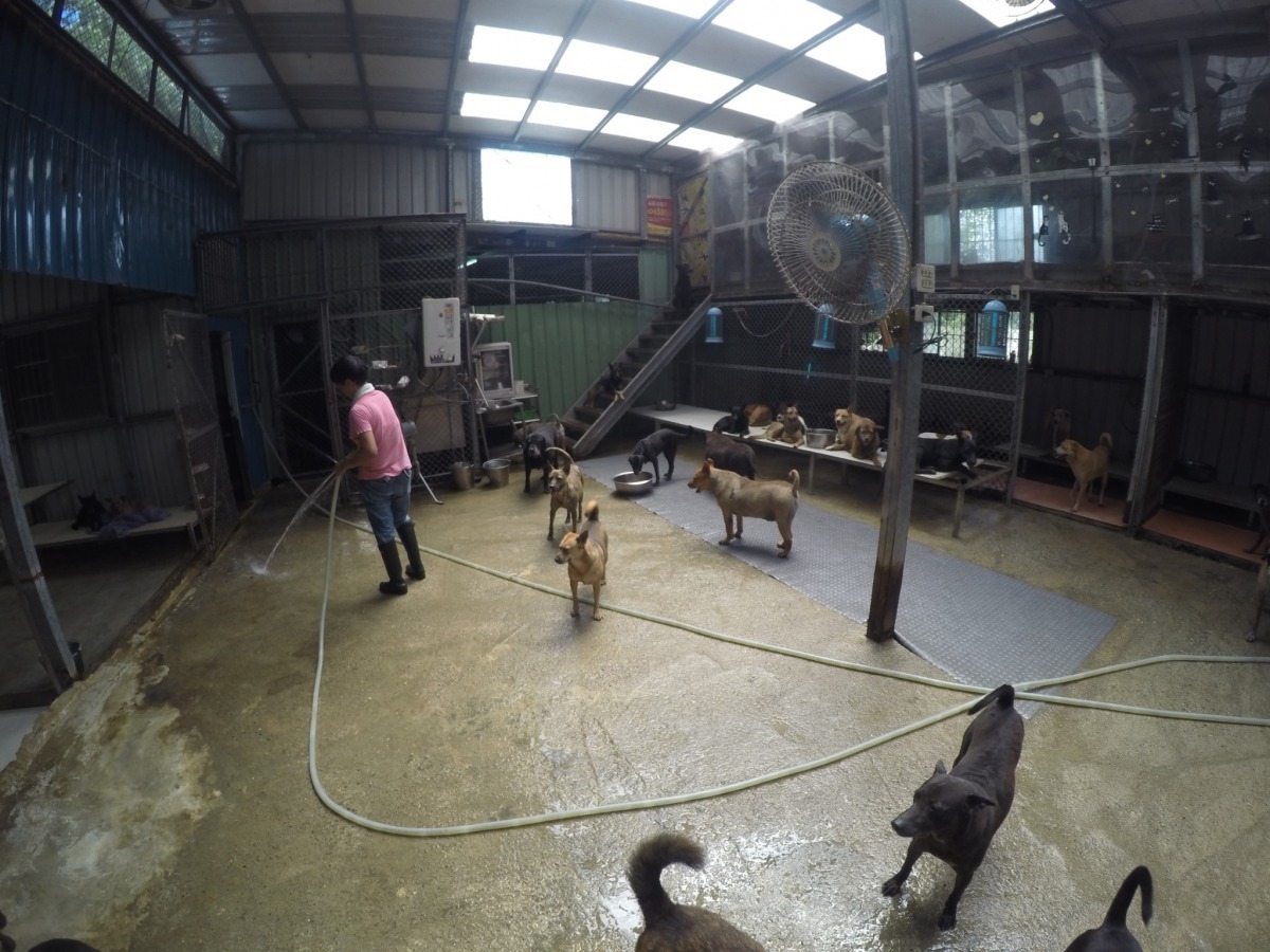 張媽媽流浪動物之家的貓舍(右上方)。　展璽國際節能有限公司/提供