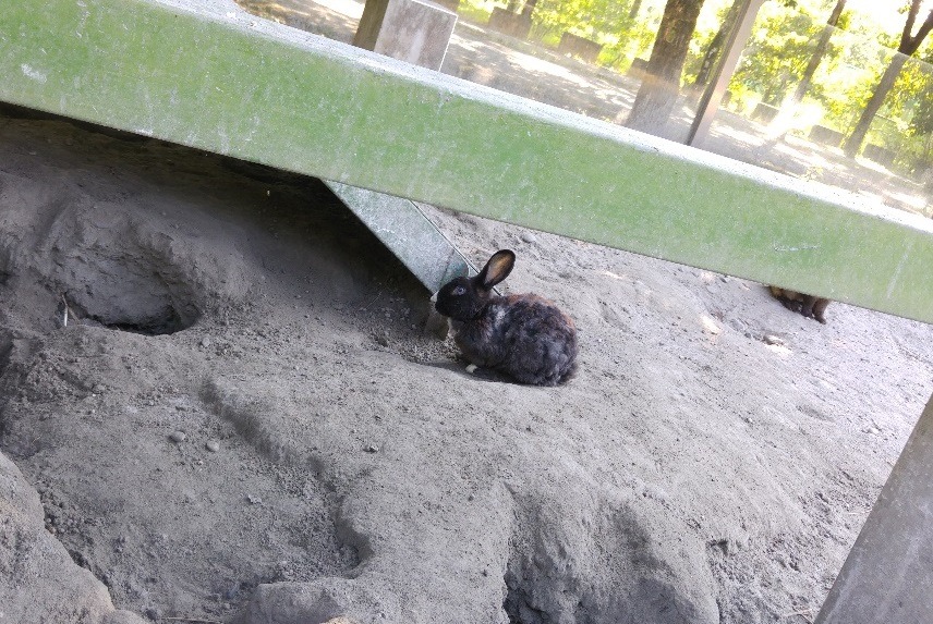 兆豐農場中皮毛不健康的兔子。 匿名提供