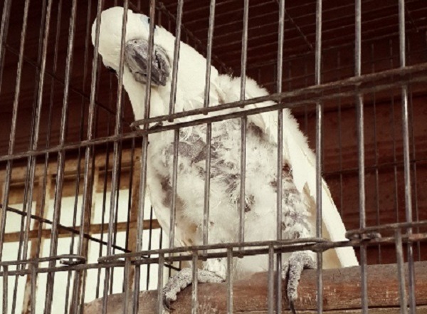 辦公室內的鸚鵡,已經嚴重啄羽,卻因有「提供給遊客拍照」的商業需求,必須終生關在狹小鳥籠,無法去戶外鳥籠區。 匿名提供