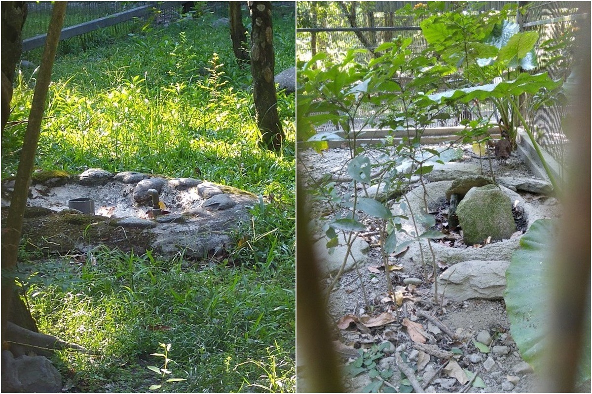 鳥園中已乾涸、被掩蓋的水池,投訴者指出,兆豐農場並非每日都會為所有動物添水。 匿名提供