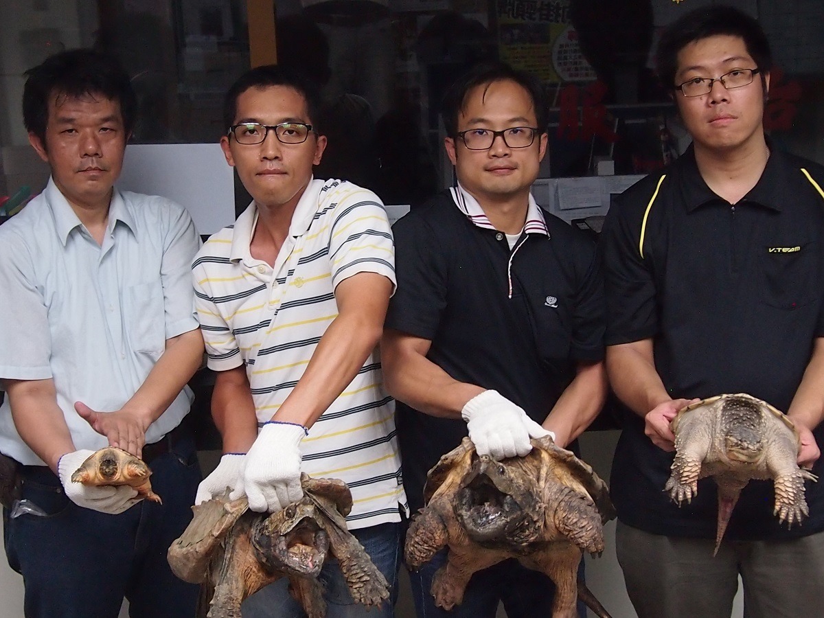 保定真鱷龜時，須單手扣住後頸部（中）；擬鱷龜爪子鋒利，保定時須扣住腿部（左右），以維人員安全。　新北市動保處/提供