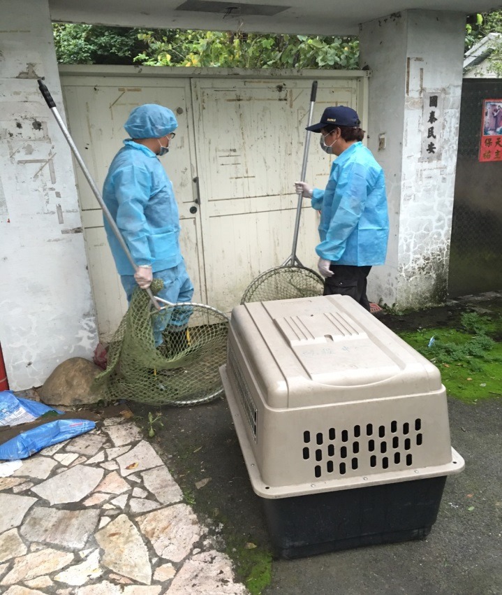動保員進入現場將犬隻帶回。　新北市動保處/提供