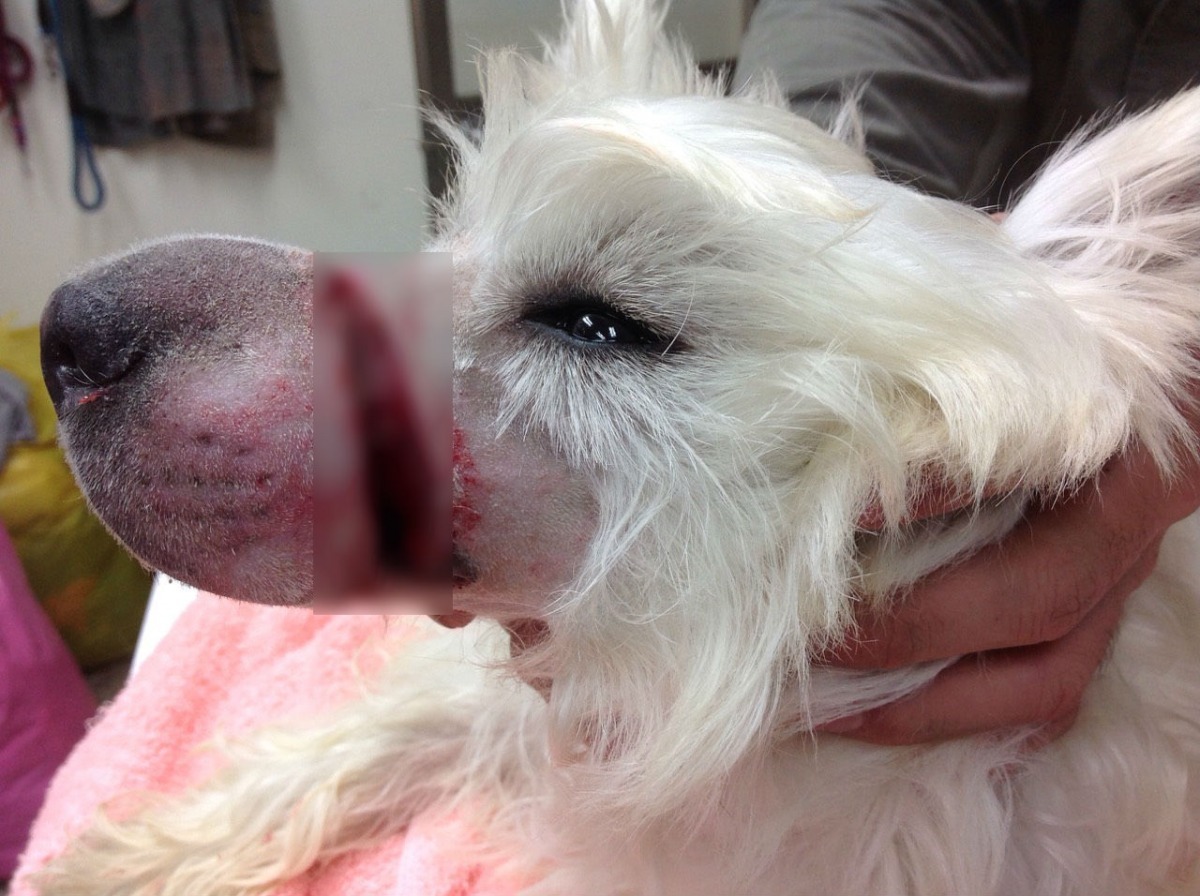 過年期間，新北市中和區一隻小白狗被發現嘴上套著數條橡皮筋，皮開肉綻。　新北市動保處/提供