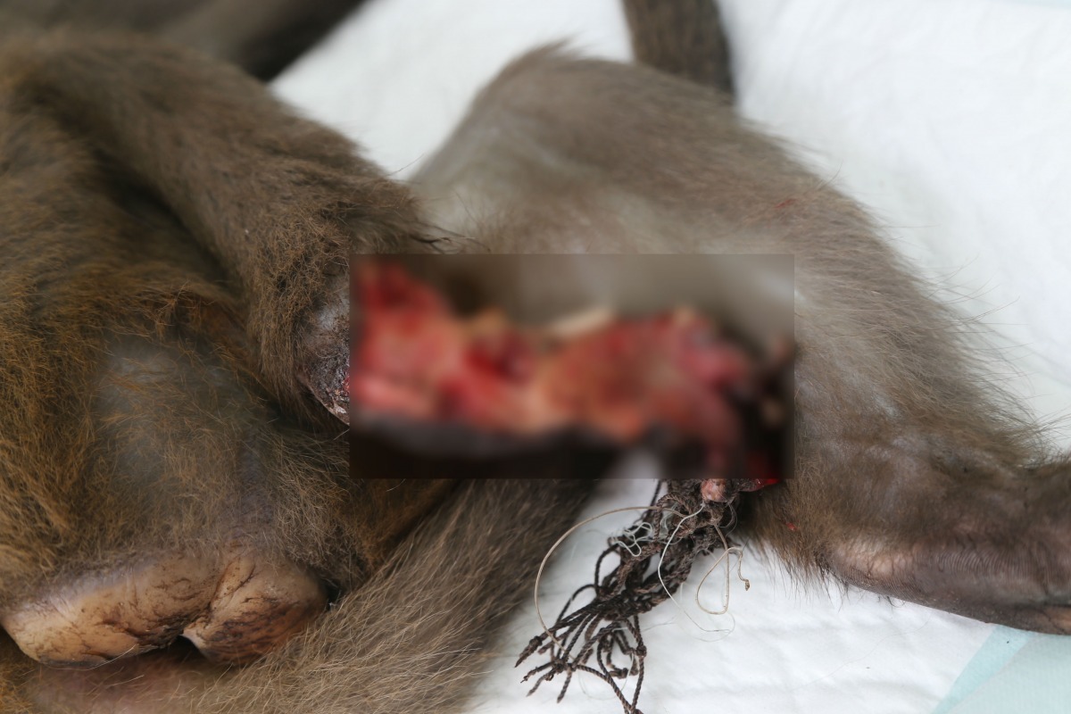 三峽區一隻台灣獼猴腳掌被瓜棚網纏繞，拉扯之下造成掌骨、趾骨開放性骨折。　新北市動保處/提供