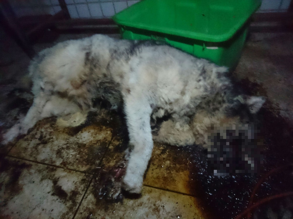 新北市新店區一隻哈士奇陳屍陽台多日,被民眾發現通報新北市動保處。 新北市動保處/提供