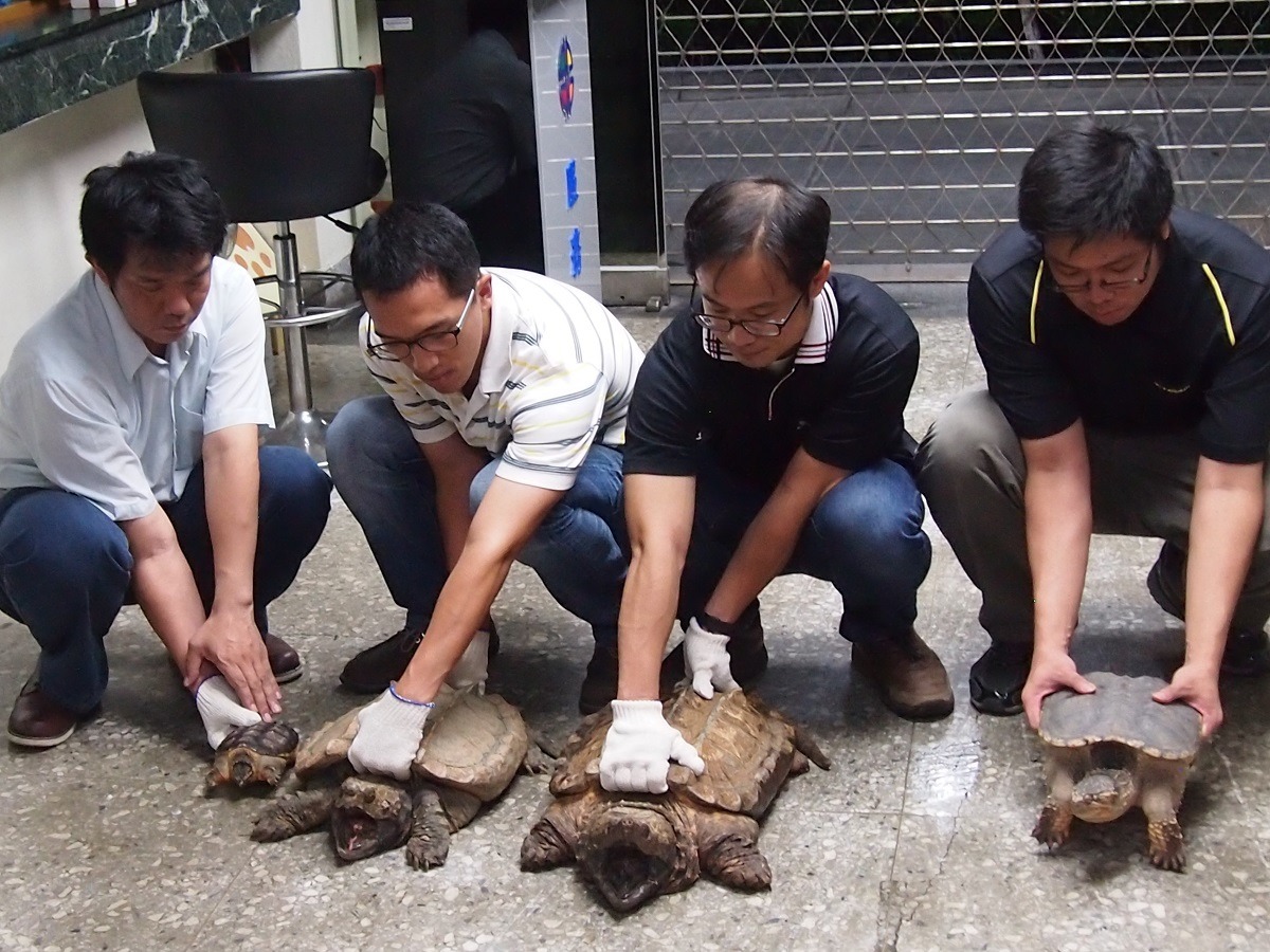 真鱷龜（中）集中飼養會打架，必須單隻單隻隔開，安置是大難題。　新北市動保處/提供