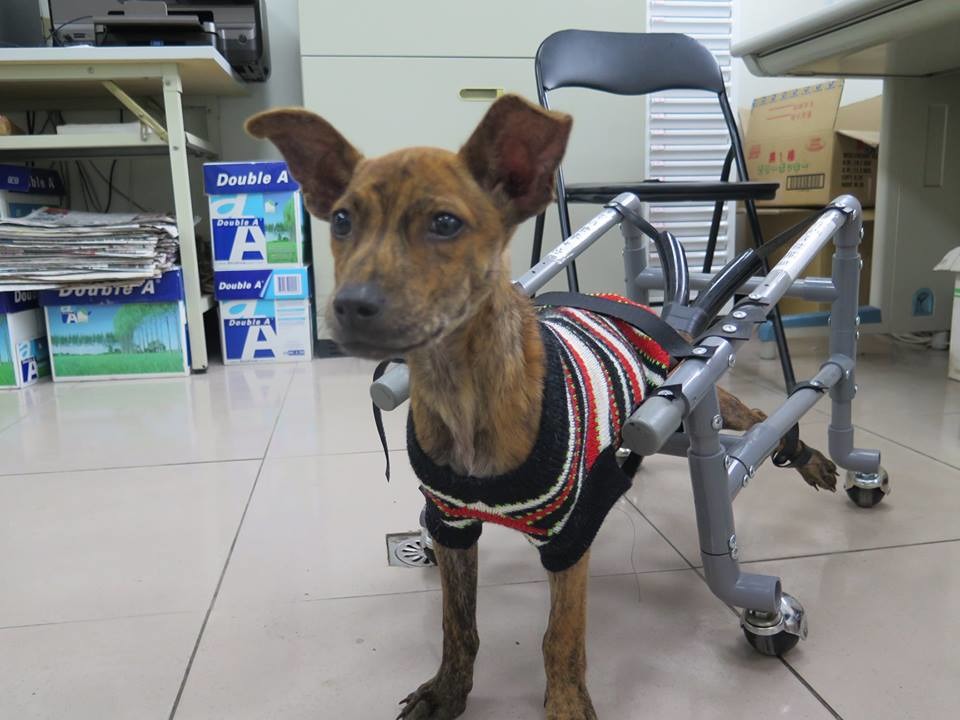 八里動物之家的「小鬥士」很快就學會使用輪椅。　新北市動保處/提供