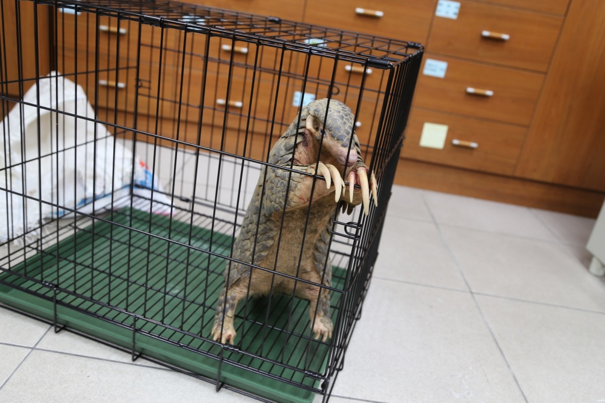 華人迷信穿山甲全身鱗片、爪、肉都可入藥使用，現今仍無科學證據證實其療效。　資料照（新北市動保處/提供）