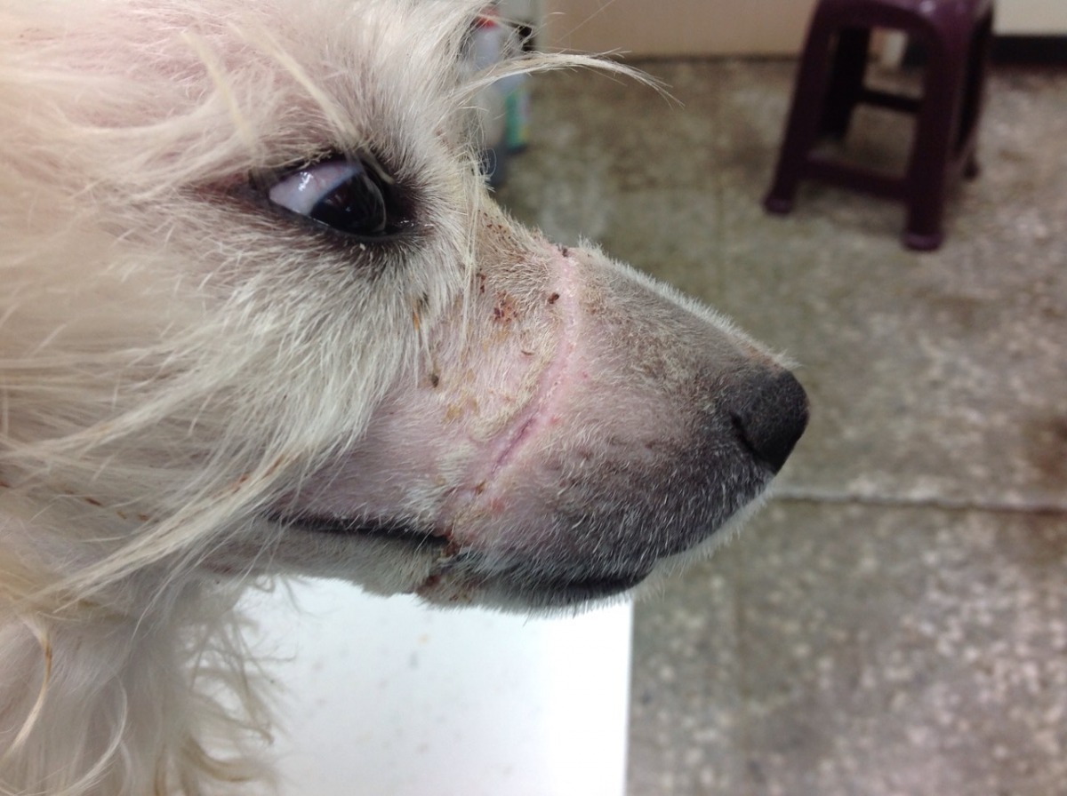 兩週過去，小白狗復原狀況良好，已恢復活力。　　新北市動保處/提供