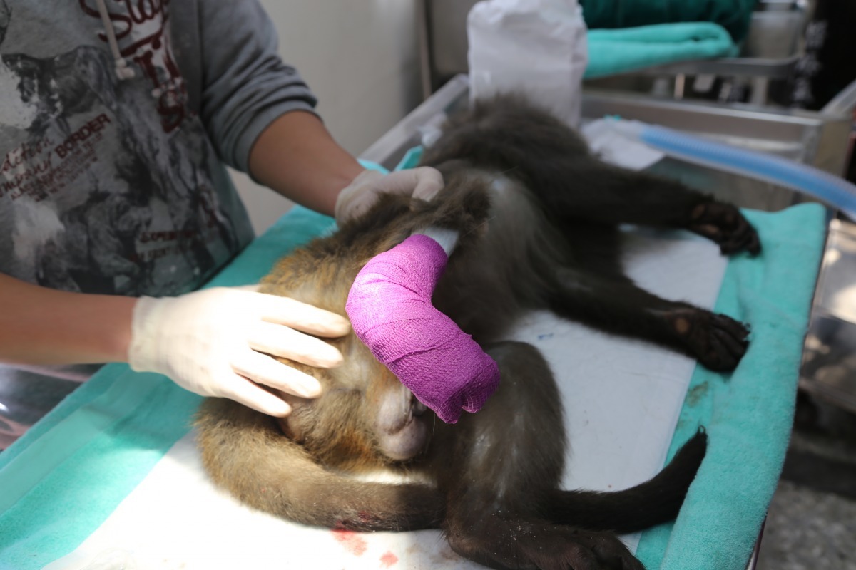 緊急手術後，動保處獸醫師將獼猴傷肢徹底包紮。　新北市動保處/提供