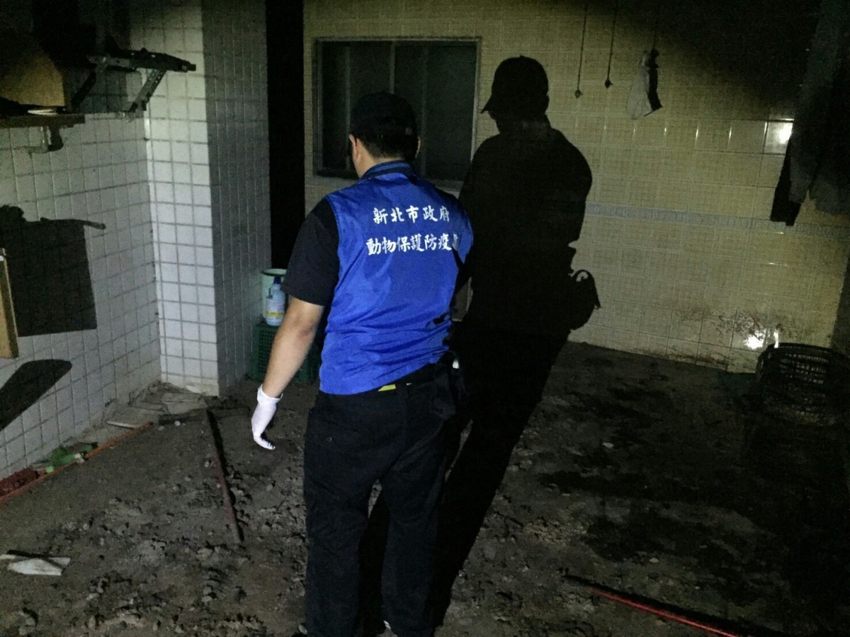 皓呆的居住環境滿地乾燥糞土,可見飼主久未打理。 新北市動保處/提供