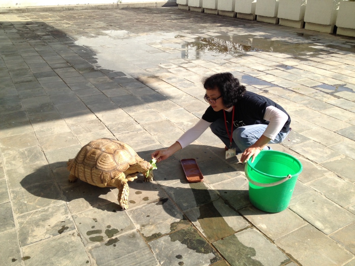 象龜的照料由北美館方派專人負責，白天大多時間都待在約80坪大的半戶外露臺曬太陽、泡水及進食，3個月來象龜還從原有的21公斤增重為26公斤。　台北市立美術館/提供