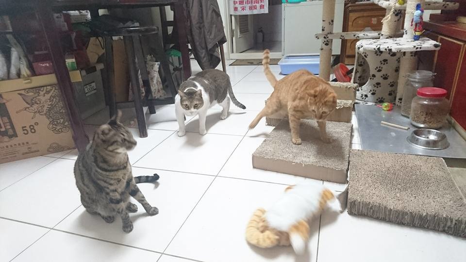 崔美瑛自己飼養的3隻貓咪，其中2隻本來是TNR貓，照片為牠們被會翻滾的貓玩偶嚇到。　取自崔美瑛臉書