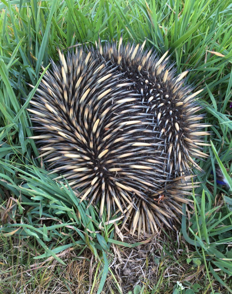 針鼴。　twitter_DaniLStocks