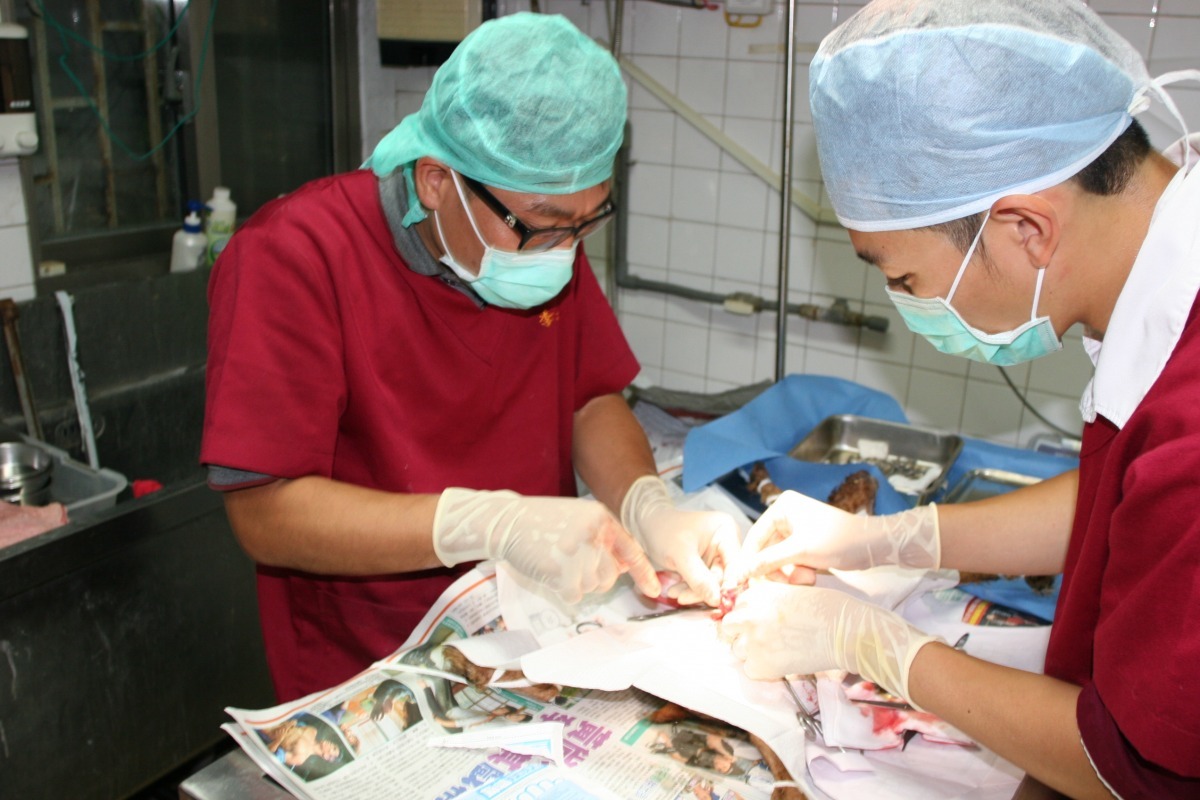 新北市動保處動物管制組組長李建沛(左)與動物保護組組長邱國皓(右)為上月底破獲的不法買賣繁殖場種母犬隻絕育。 新北市動保處/提供