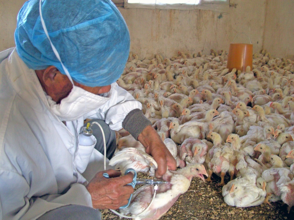 中國會替家禽施打疫苗防疫，但中國也是禽流感病毒型最多的國家。　中新社