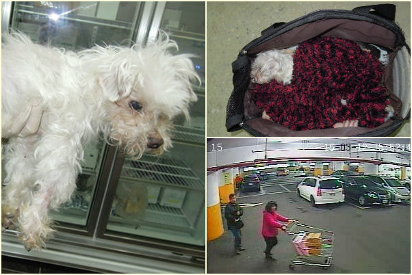 今年3月,一隻馬爾濟斯被棄養在基隆東帝士賣場停車場推車中。 基隆市動物保護防疫所/提供