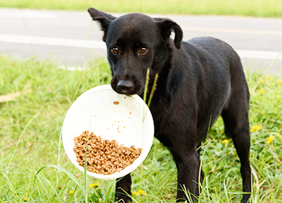 透過宣導有效改善人們對浪犬的行為了解。台灣動物平權促進會/提供