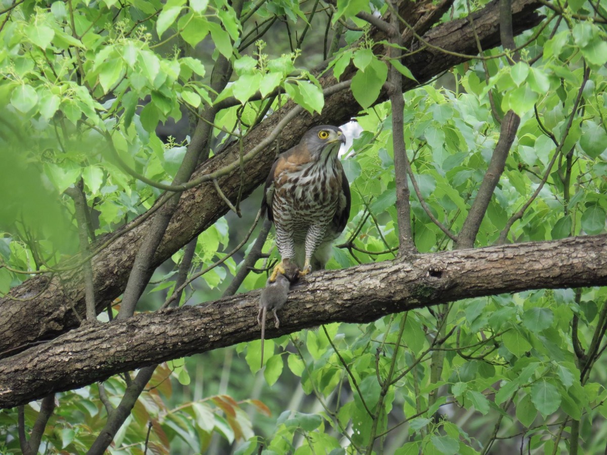 鳳頭蒼鷹常以鼠、蜥蜴、蛙類、大型昆蟲及鳥類為食。  姚燦榮/攝