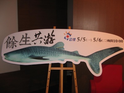 2013年10月，台灣首次捕獲到剛出生不久的活體鯨鯊，體長約77公分，已通報研究單位標識後野放。  姚宣吟/攝