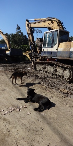 年假期間，沒有太多人車，看門狗享受片刻悠閒，躺在路中央曬太陽，至於明年會怎樣，是否還能再見到牠們，沒有人能保證。