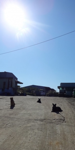 看門狗，不管外出巡邏或覓食，總會回到牠認為是家的地方。