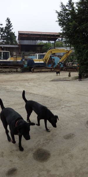 大黑與小黑，不知從何而來，認定了工廠就是牠們的家，不會跑太遠，很快回來。