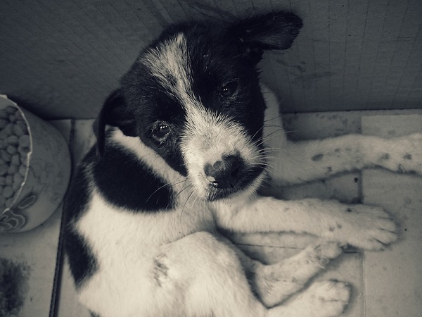 【無奈】這是一隻被救援後的幼犬。救援的當下，牠的其他同伴已經死了5隻。 隔天，這隻小狗也走了。　李國旭/攝‧窩窩/提供