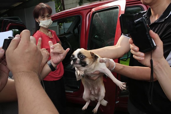 飼主把狗狗藏到車裡，但還是被政府和動保團體發現，並將狗狗沒入。　台灣動物社會研究會/提供