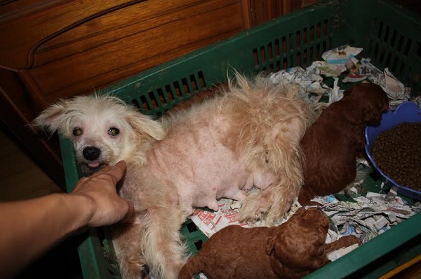 嘉嘉犬舍讓生病的母狗繼續生育。　台灣動物社會研究會/提供